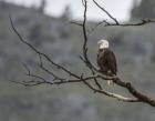 Bald Eagle Perched