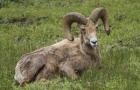 Big Horn Ram Yellowstone