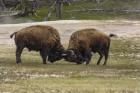 Bison Bulls Sparing