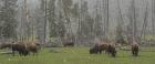 Bison Grazing in Snow