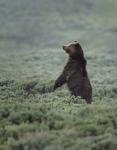 Black Bear Cub Upright