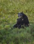 Black Bear Hugging Cub