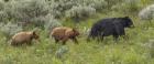 Sow and Cubs Walking