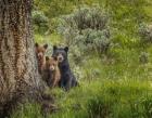 Sow and Cubs Family