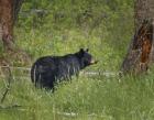 Black Bear Sow Watching Cubs