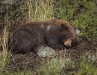 Cinnamon Bear Sleeps