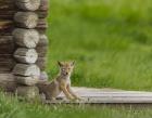 Coyote Pup on Log Cabin Porch