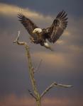 Eagle Landing on Branch