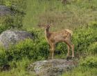 Elk Calf