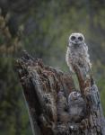 Great Horned Owlets