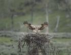 Osprey Lands on Nest With Chick