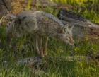 Stalking Coyote