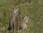 Ground Squirrel Baby Kisses Mom