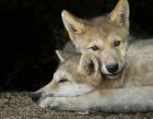 Wolf Pup Brothers