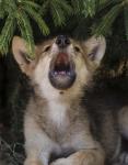 Wolf Pup Howls