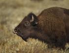 Yellowstone Bison Tongue Out