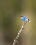 Mountain Blue Bird