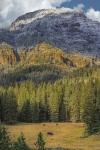 Bison Grazing In The Yellowstone Grand Landscape