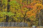 Fall Fence Scene