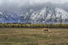 Fine Dining In The Tetons