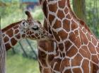 Giraffe And Calf