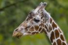 Giraffe Portrait