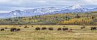 Grand Teton Bison Grazing