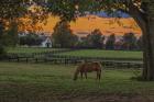 Horse Farm Sunset