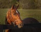 Horse Portrait