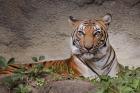 Malayan Tigress