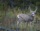 Mule Deer Buck