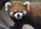 Red Panda