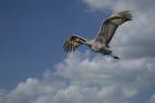 Sandhill Crane In Flight