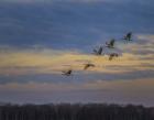 Sandhill Cranes At Sunrise
