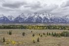 Teton Fall Colors