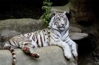 White Tiger