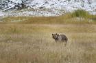 Young Grizzly In Yellowstone