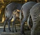 Zebra Bottoms