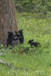 3 Black Bear Cubs (YNP)