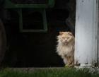 Barn Cat 2