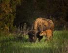 Bison Cow And Calf