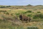 Bison In North Dakota Landscape