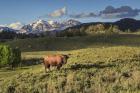 Bison In Yellowstone