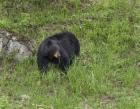 Black Bear (YNP)
