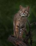 Bobcat Poses On Tree Branch 1