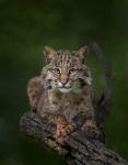 Bobcat Poses On Tree Branch 2