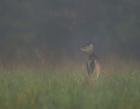 Cades Cove Doe