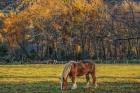 Cades Cove Horses At Sunset