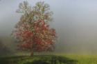 Cades Cove Tree