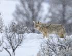 Coyote In Snow